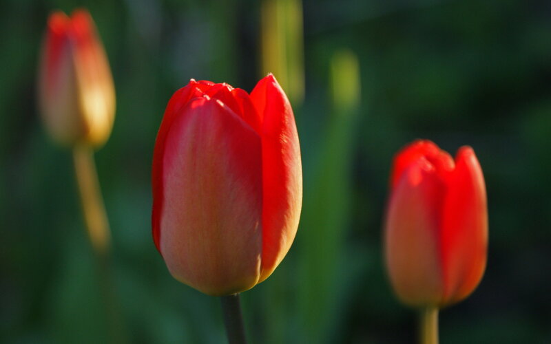 Red Tulips in Garden — Serene, Morning, Photograph