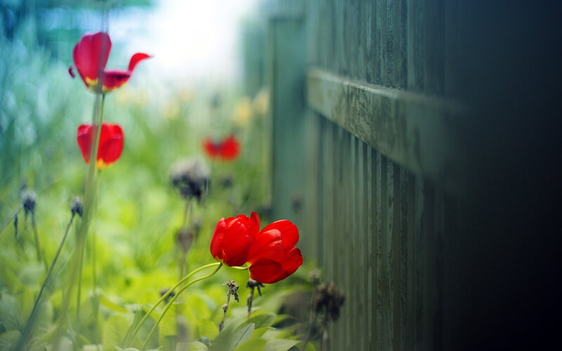 Red Tulips in Garden — Serene, Morning