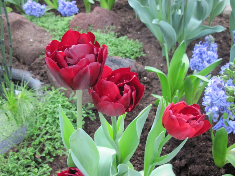 Red Tulips in Garden — Serene, Spring, Photograph, Blue Hyacinths