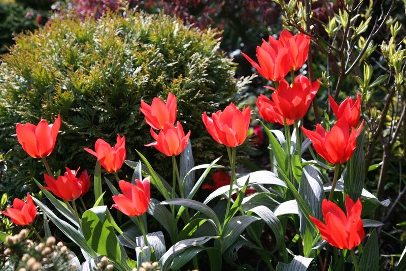 Red Tulips in Garden — Serene, Spring, Photograph, Bushes
