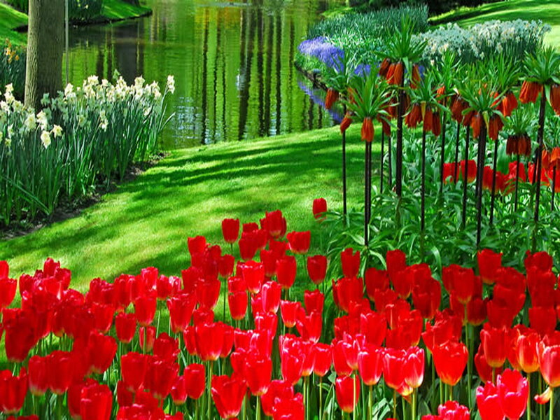 Red Tulips in Garden — Serene, Spring, Photograph, Flowers, Pond
