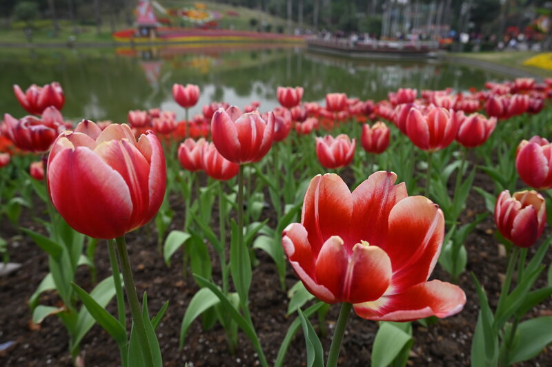 Red Tulips in Garden — Serene, Spring, Photograph, Flowers, Pond, Trees
