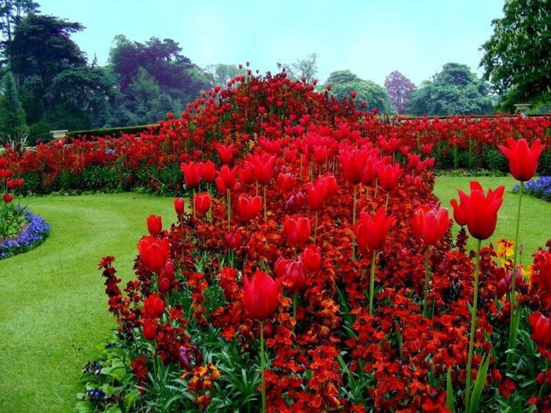 Red Tulips in Garden — Serene, Spring, Photograph, Grass