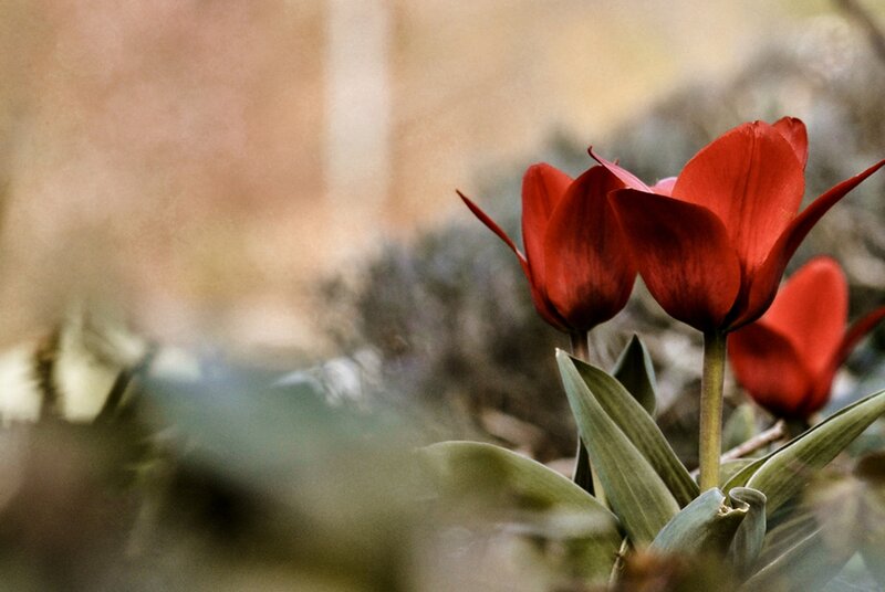 Red Tulips in Garden — Serene, Spring, Photograph, Green Leaves, Blurred Background