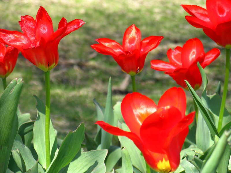Red Tulips in Garden — Serene, Spring, Photograph, Green Leaves, Grass