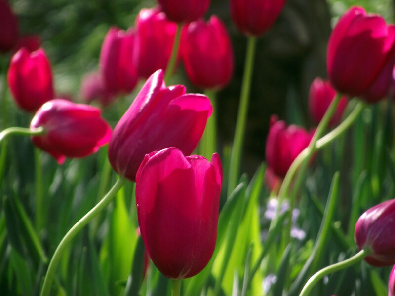 Red Tulips in Garden — Serene, Spring, Photograph, Green Leaves, Sunlight
