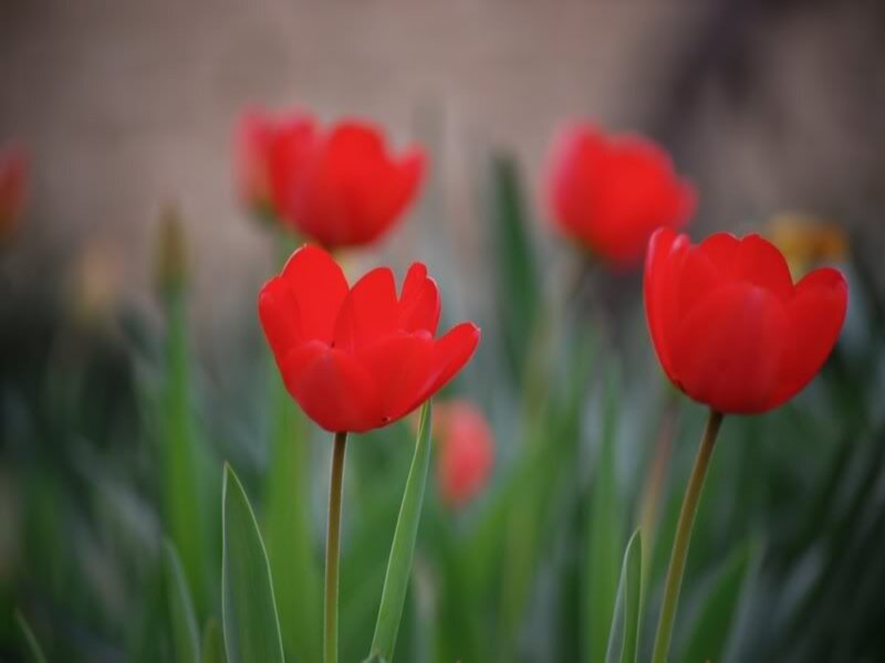 Red Tulips in Garden — Serene, Spring, Photograph, Green Leaves