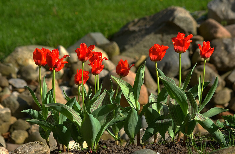 Red Tulips in Garden — Serene, Spring, Photograph, Rocks