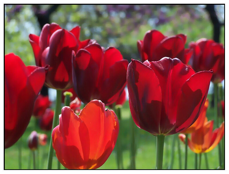 Red Tulips in Garden — Serene, Spring, Photograph