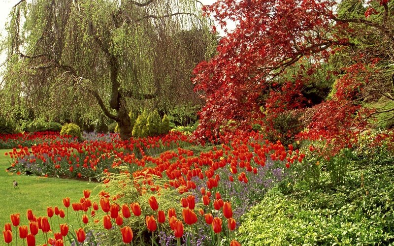 Red Tulips in Garden — Serene, Spring, Photograph, Trees, Flowers