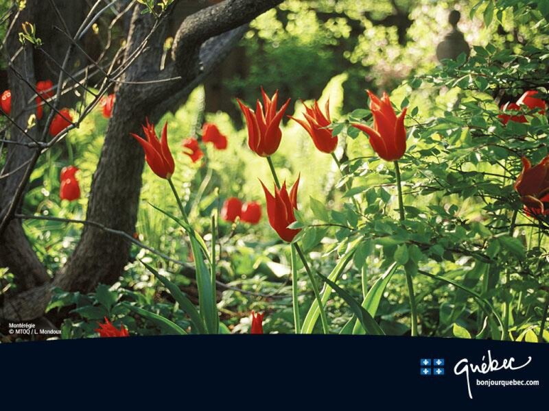 Red Tulips in Garden — Serene, Spring, Photograph, Trees
