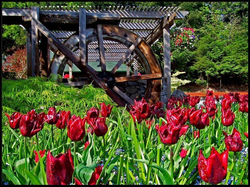Red Tulips in Garden — Serene, Spring, Photograph, Waterwheel