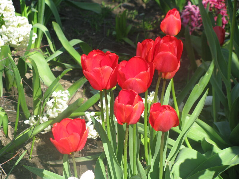 Red Tulips in Garden — Serene, Spring, Photograph, White Flowers