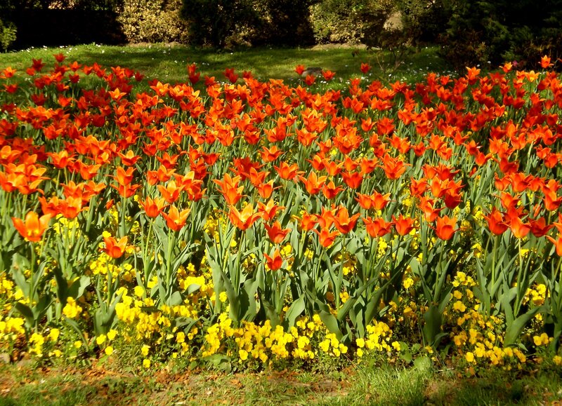 Red Tulips in Garden — Serene, Spring, Photograph, Yellow Flowers, Grass