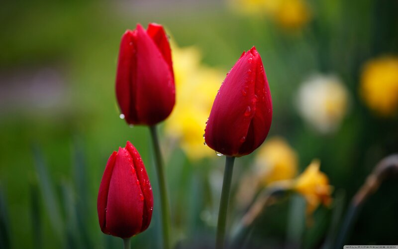Red Tulips in Garden — Serene, Spring, Photograph, Yellow Flowers