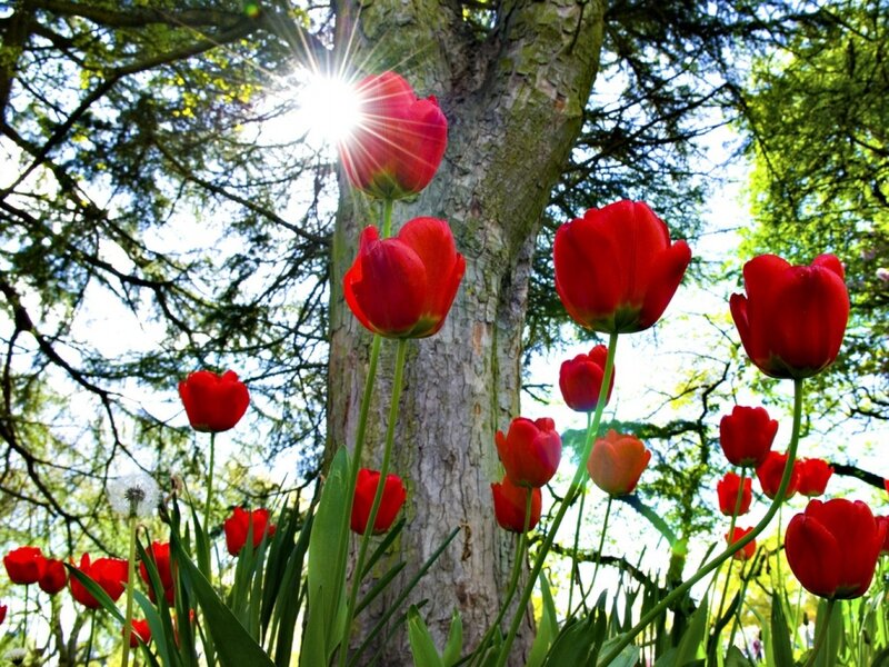 Red Tulips in Garden — Serene, Spring