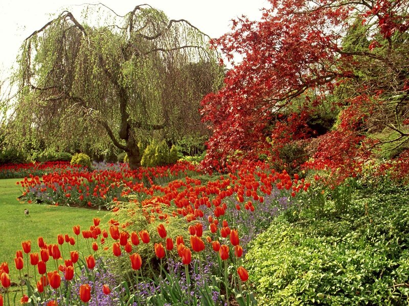 Red tulips in garden