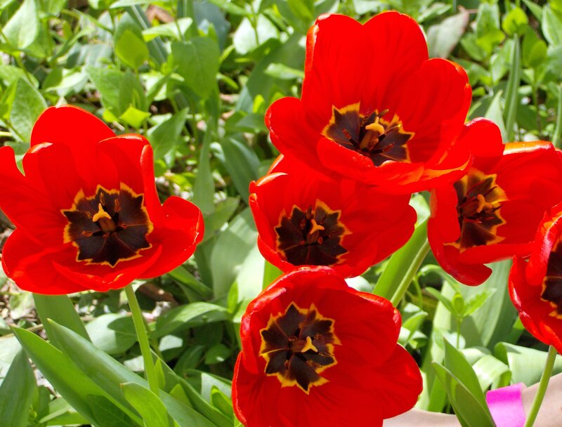 Red Tulips in Garden — Vibrant, Afternoon