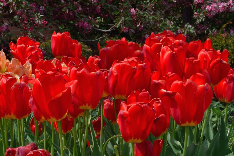 Red Tulips in Garden — Vibrant, Spring, Photograph, Flowers