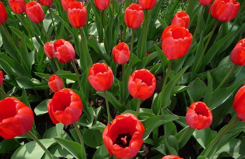 Red Tulips in Garden — Vibrant, Spring, Photograph, Green Leaves