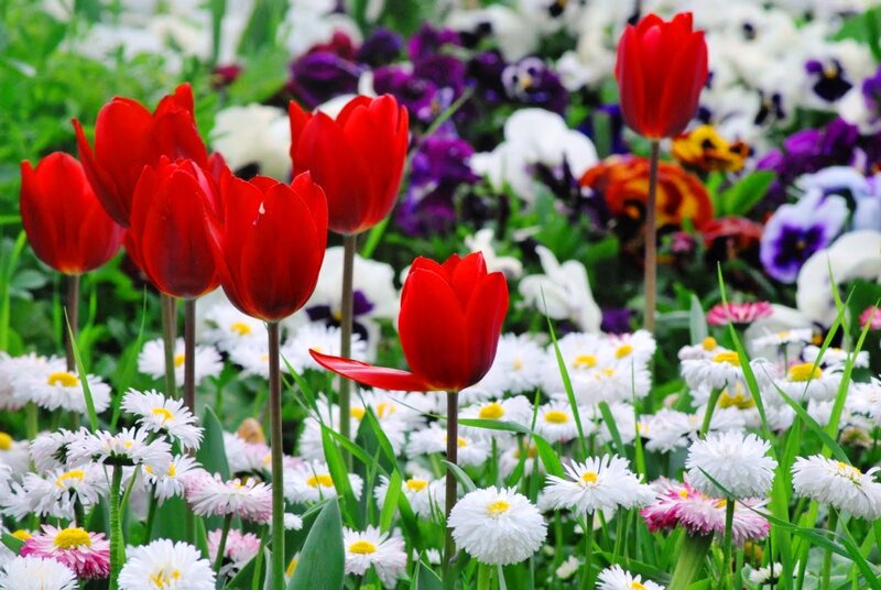 Red Tulips in Garden — Vibrant, Spring, Photograph