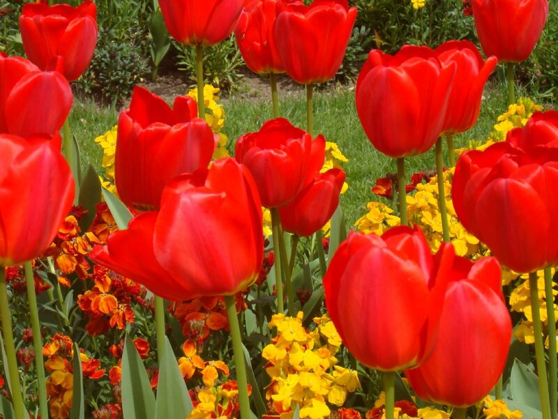 Red Tulips in Garden — Vibrant, Spring, Photograph, Yellow Flowers