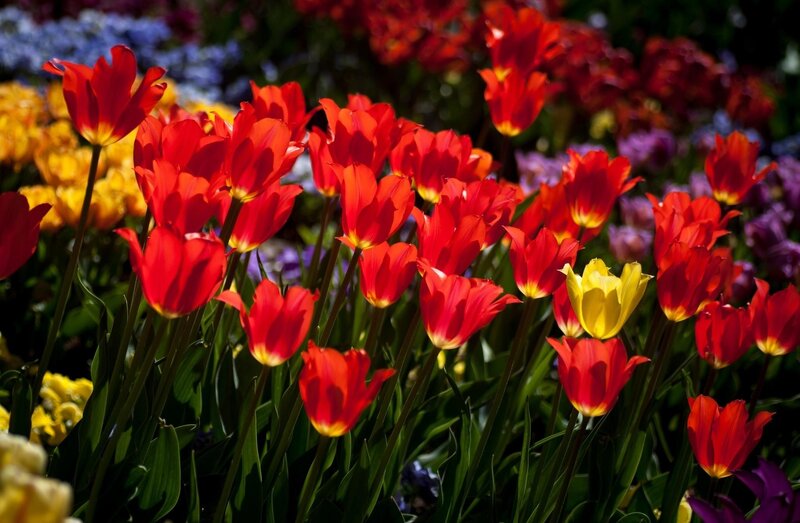 Red Tulips in Garden — Vibrant, Spring, Photograph, Yellow Tulip