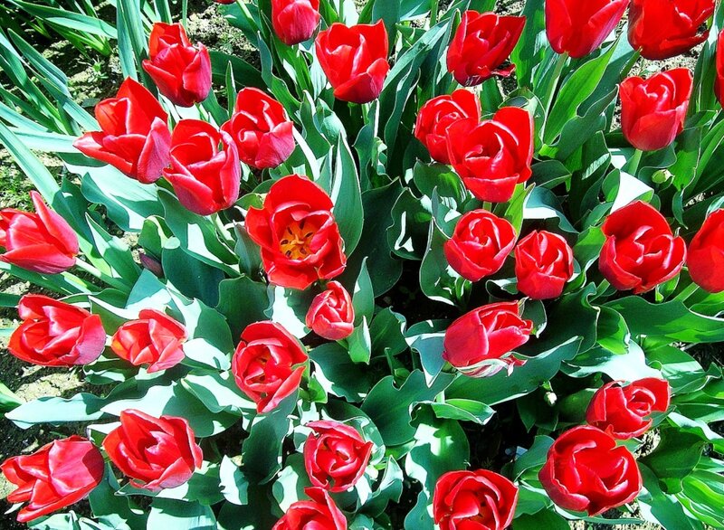 Red Tulips in Garden — Vibrant, Spring