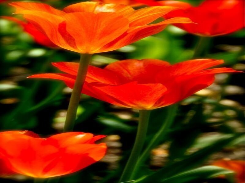 Red Tulips in Garden — Vibrant
