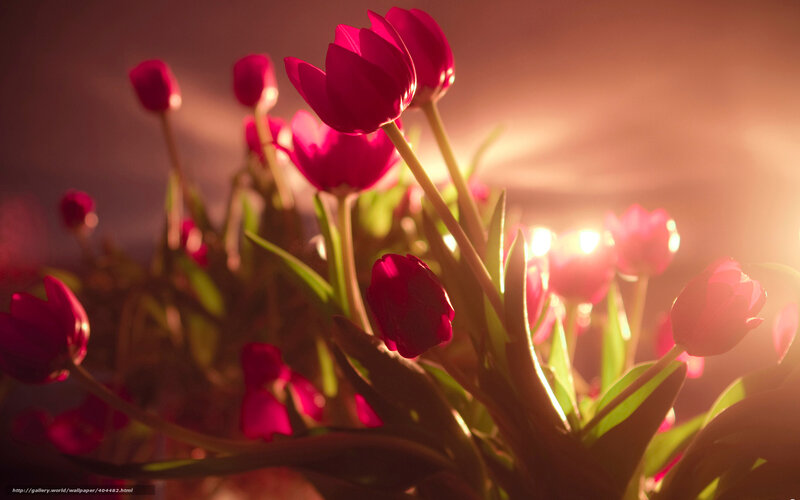 Red tulips in golden light