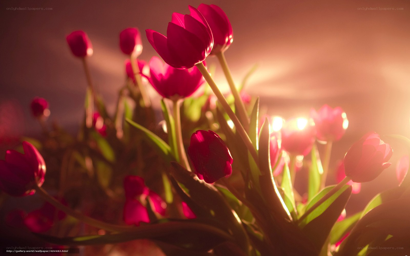 Red tulips in golden light