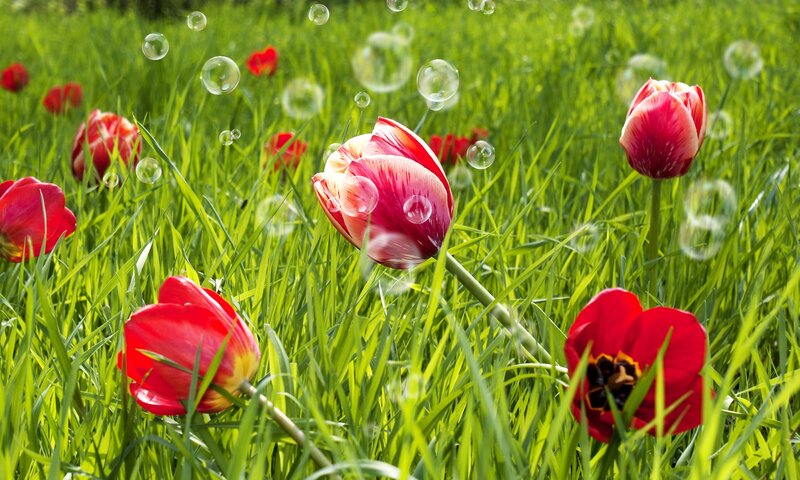 Red Tulips in Grass — Green, Serene, Spring, Photograph