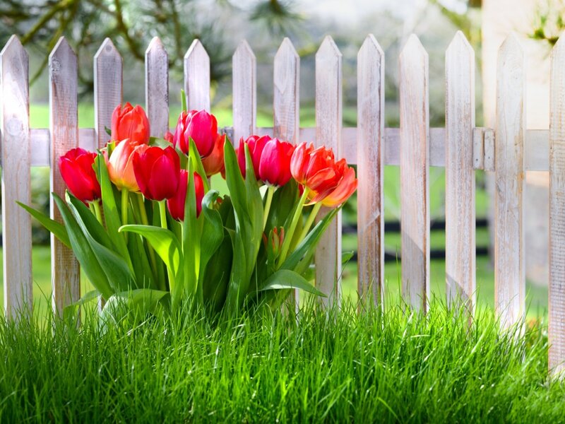Red Tulips in Grass — Green, Serene, Spring