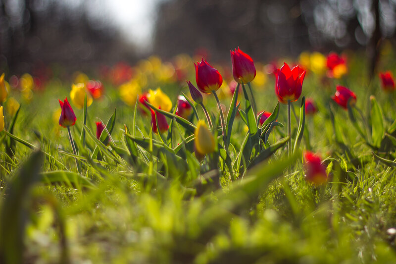 Red Tulips in Grass — Green, Serene