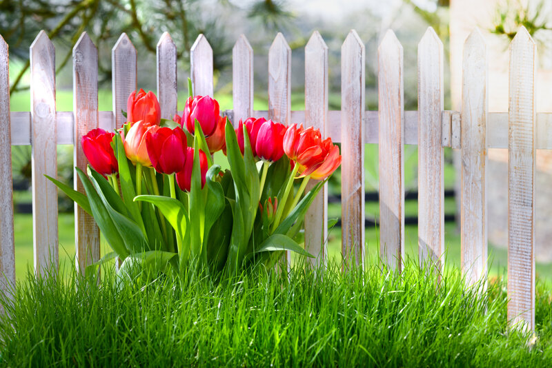 Red Tulips in Grass — Green