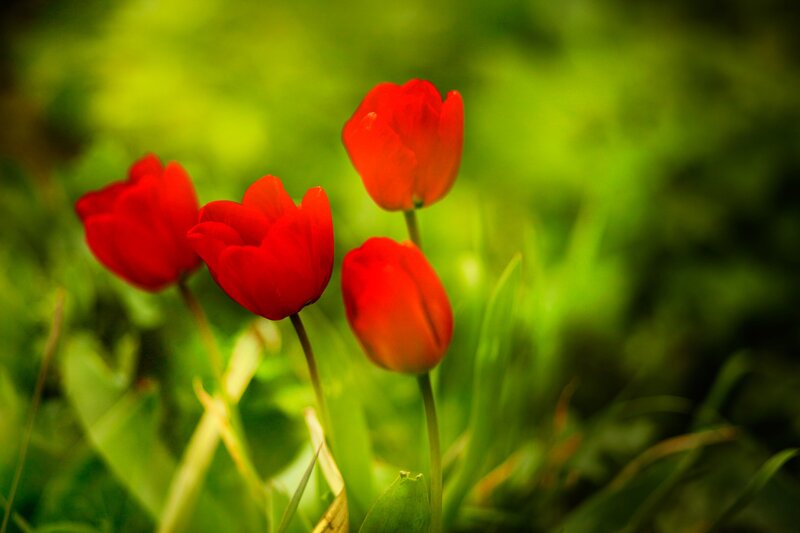 Red Tulips in Grass — Serene, Spring