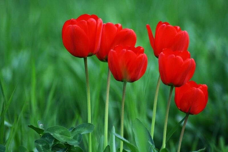 Red Tulips in Grass — Serene