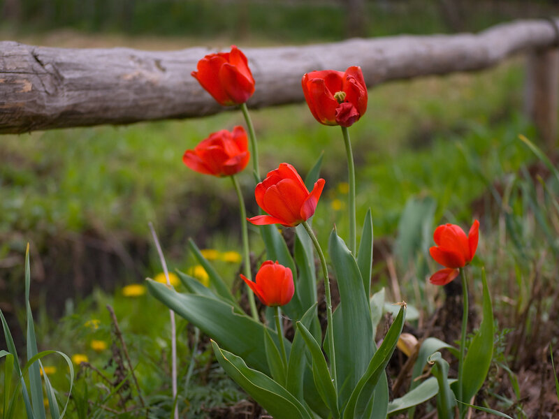 Red Tulips in Grass