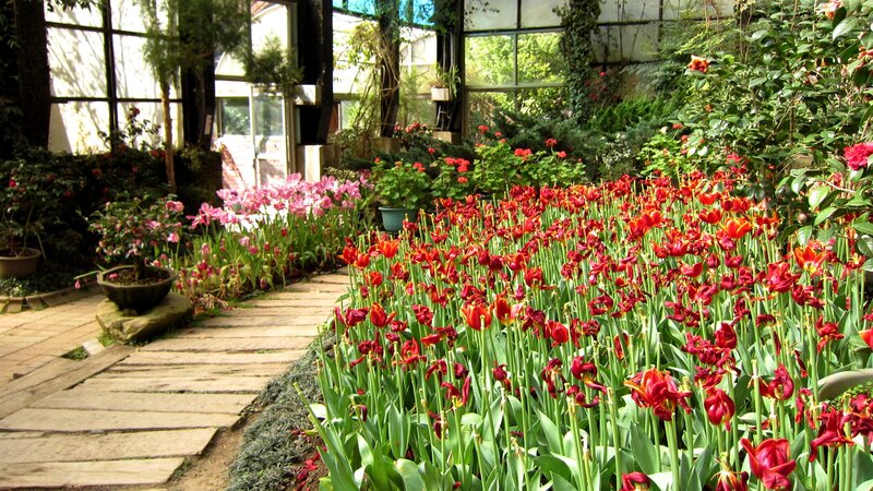 Red Tulips in Greenhouse