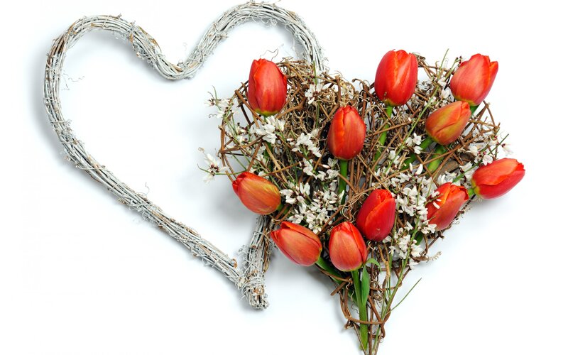 Red Tulips in Heart