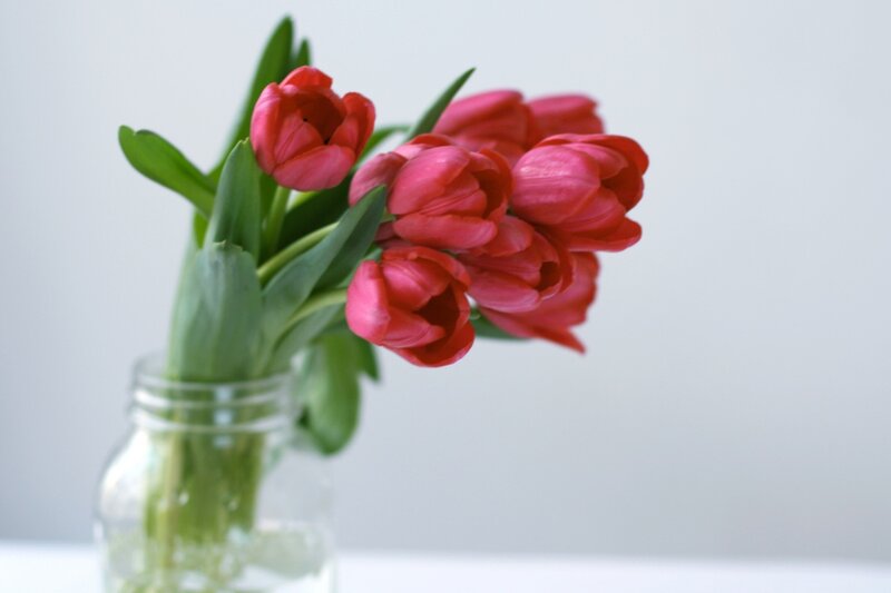 Red Tulips in Jar