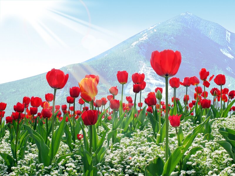 Red tulips in mountain field