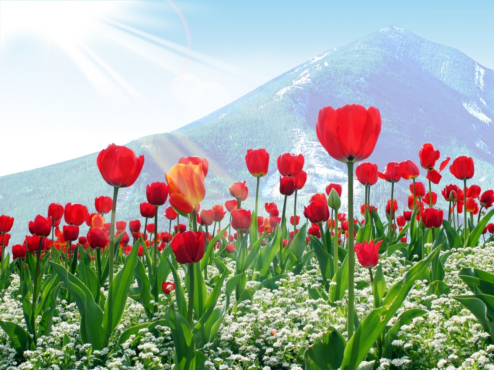 Red tulips in mountain field