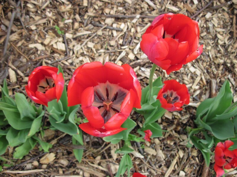 Red Tulips in Mulch