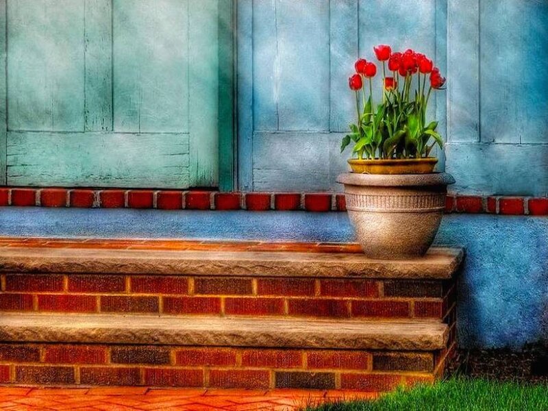 Red Tulips in Pot — Calm