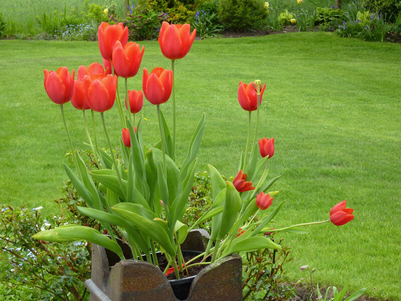 Red Tulips in Pot — Serene