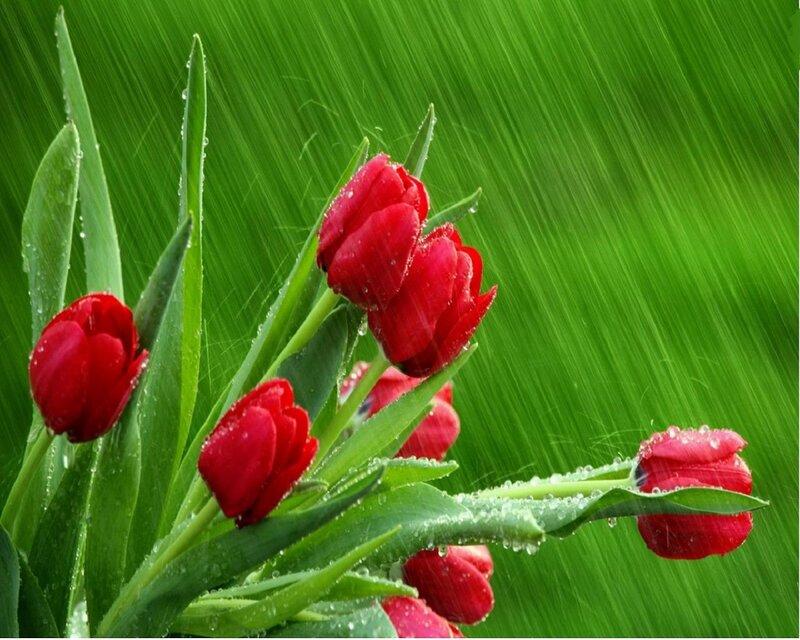 Red Tulips in Rain — Calm, Spring, Photograph