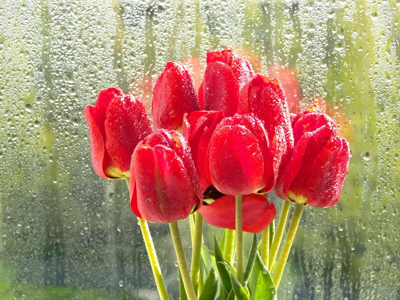 Red Tulips in Rain — Calm, Spring