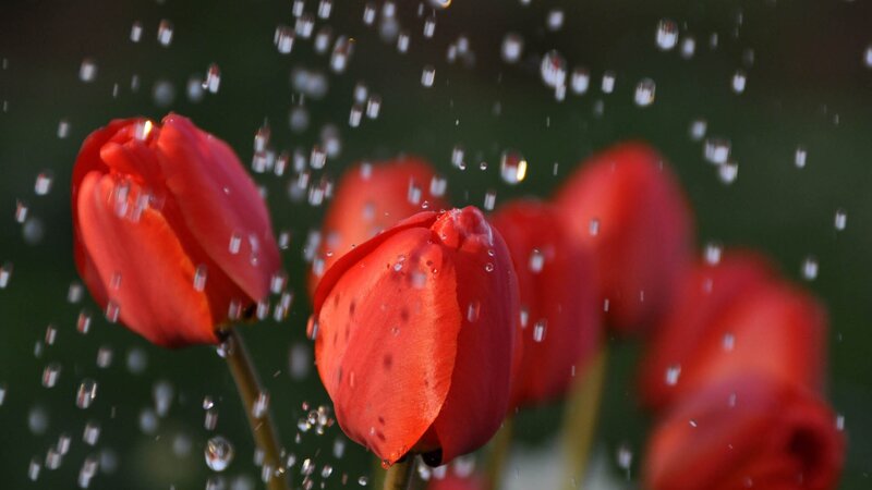 Red Tulips in Rain — Calm, Sunset, Photograph, Raindrops