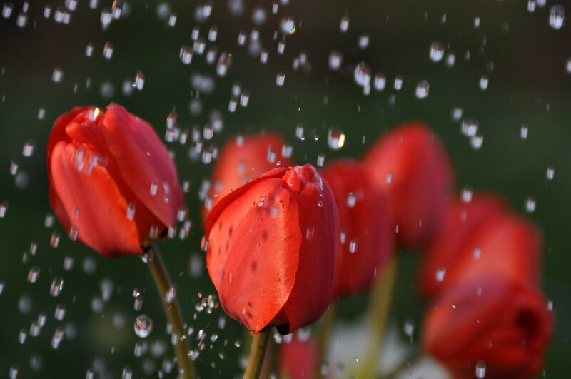 Red Tulips in Rain — Calm, Sunset